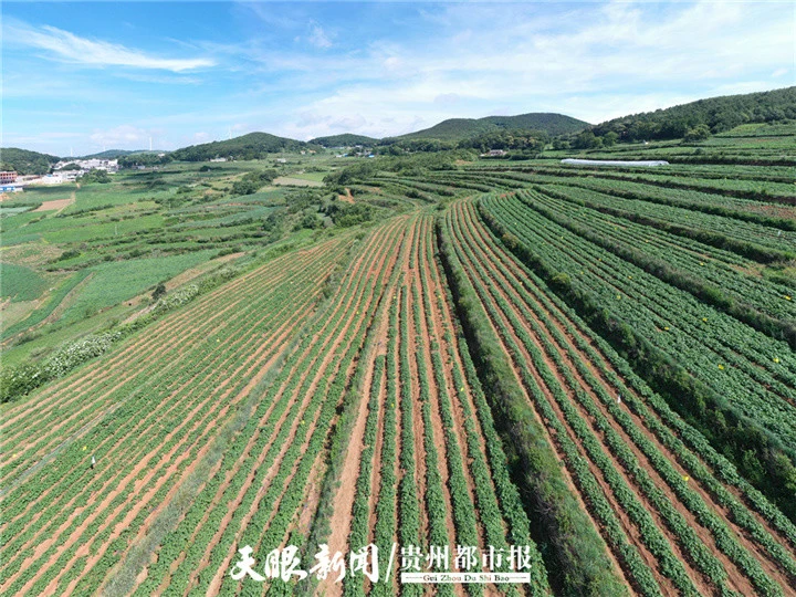 土豆种植最新技术要求_张银平土豆种植最新技术_最新土豆种植技术