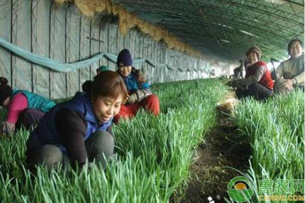 温室大棚韭菜栽培技术介绍-图片版权归惠农网所有