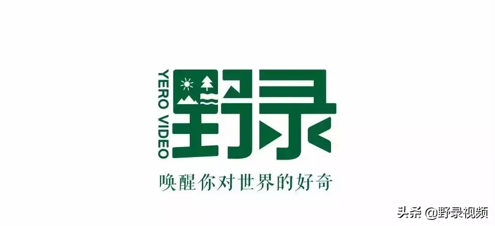 彪悍不需要解释！这里家家户户养鳄鱼当宠物！