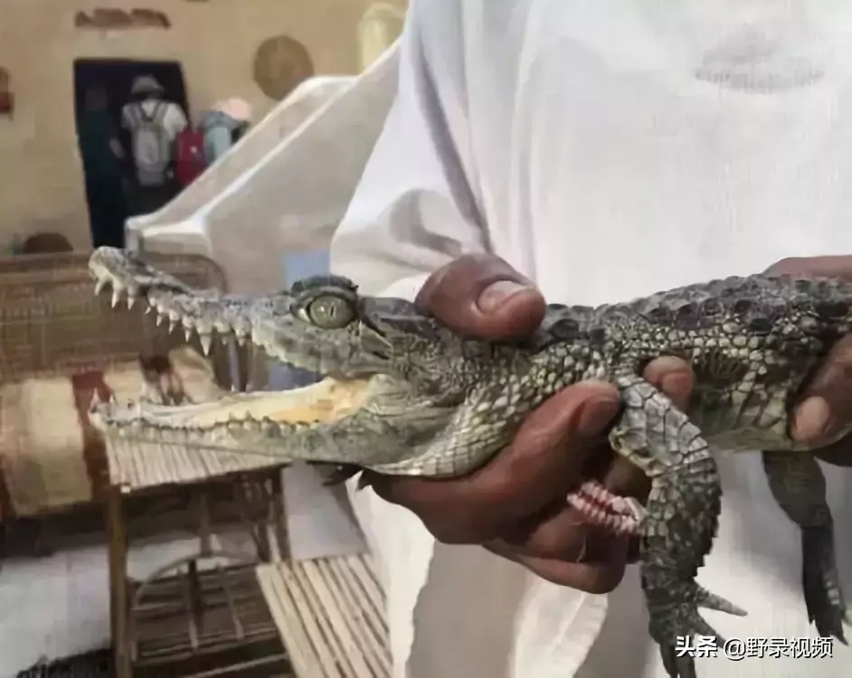 鳄鱼养殖场视频_养殖鳄鱼致富视频_致富经鳄鱼养殖视频