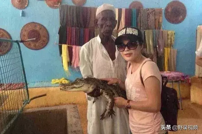 养殖鳄鱼致富视频_致富经鳄鱼养殖视频_鳄鱼养殖场视频