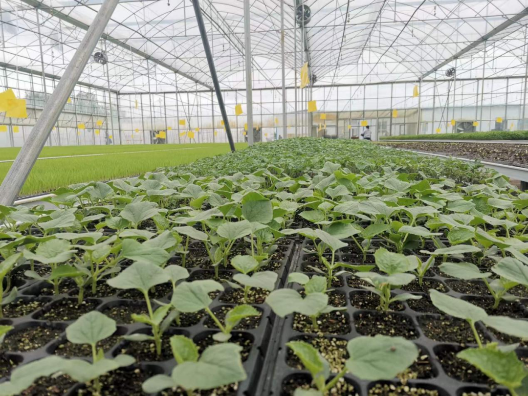 秋季大棚甜瓜种植技术_夏季大棚甜瓜种植技术_秋季大棚甜瓜栽培技术