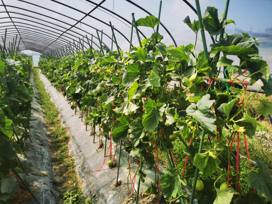 夏季大棚甜瓜种植技术_秋季大棚甜瓜栽培技术_秋季大棚甜瓜种植技术