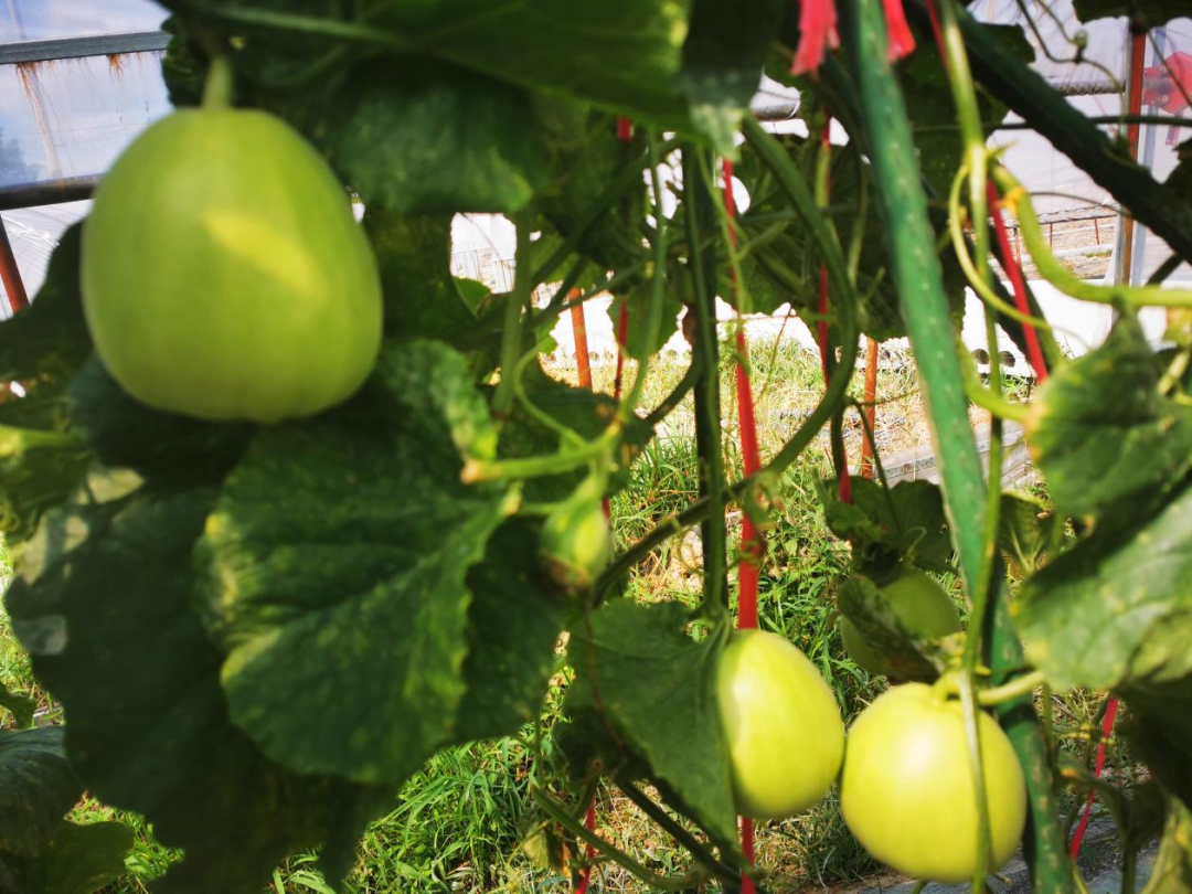 夏季大棚甜瓜种植技术_秋季大棚甜瓜栽培技术_秋季大棚甜瓜种植技术