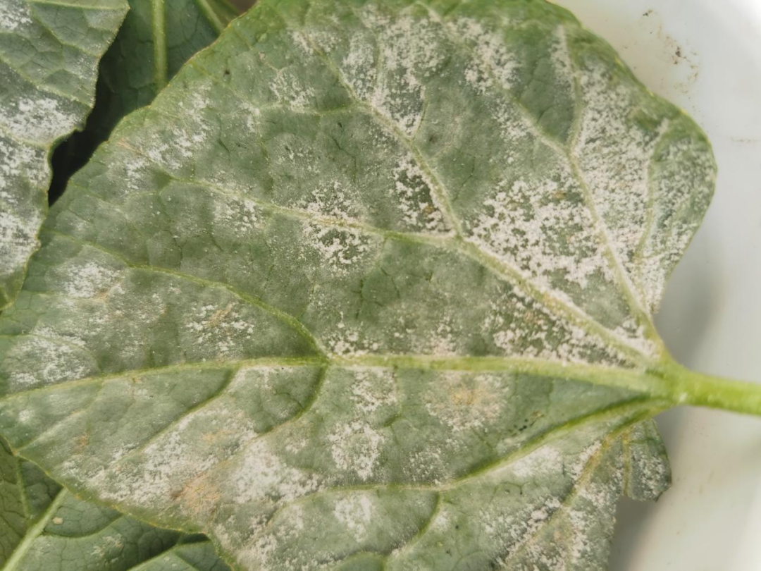 秋季大棚甜瓜栽培技术_秋季大棚甜瓜种植技术_夏季大棚甜瓜种植技术
