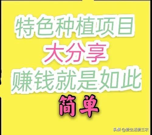 致富种植窍门视频_致富种植什么比较赚大钱_种植致富窍门