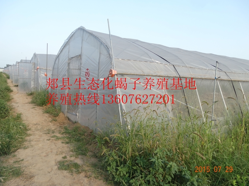 陈超峰的养殖技术_养殖技术视频教学_养殖技术教程