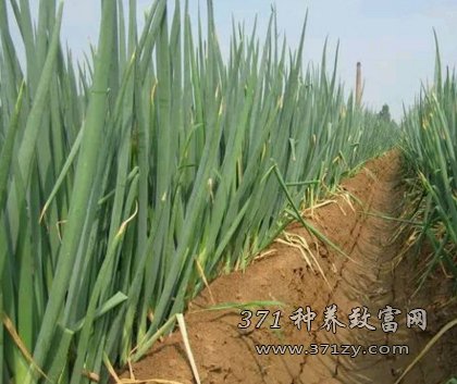 大葱多少钱一斤？2017年大葱价格行情分析预测