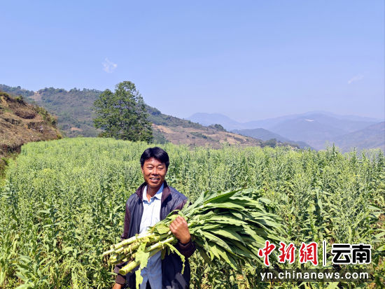 海上种植业_海上种植基地_海上致富菜种植