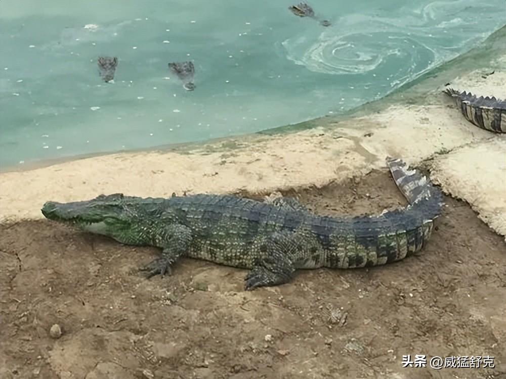 养殖鳄鱼致富视频_致富经鳄鱼龟养殖视频_养殖鳄鱼视频播放