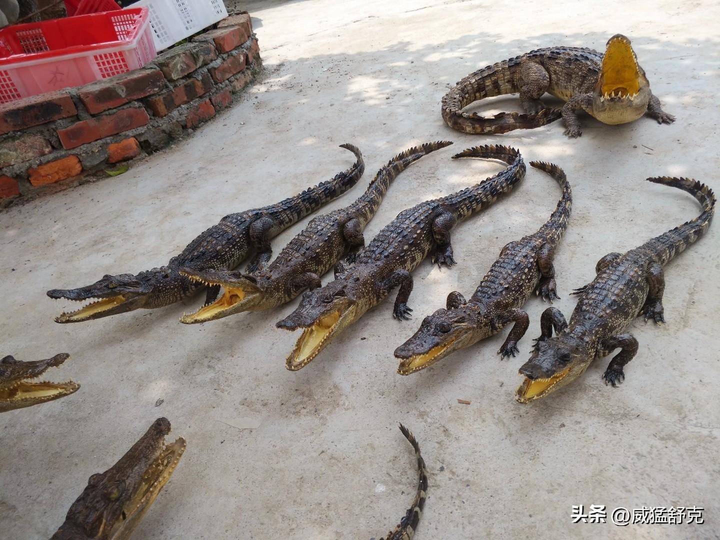 致富经鳄鱼龟养殖视频_养殖鳄鱼视频播放_养殖鳄鱼致富视频