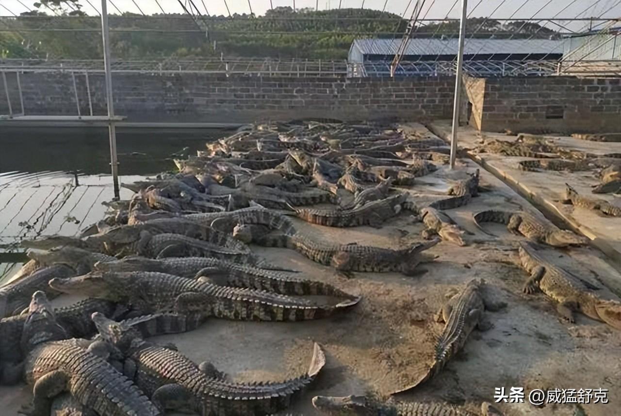 养殖鳄鱼致富视频_致富经鳄鱼龟养殖视频_养殖鳄鱼视频播放