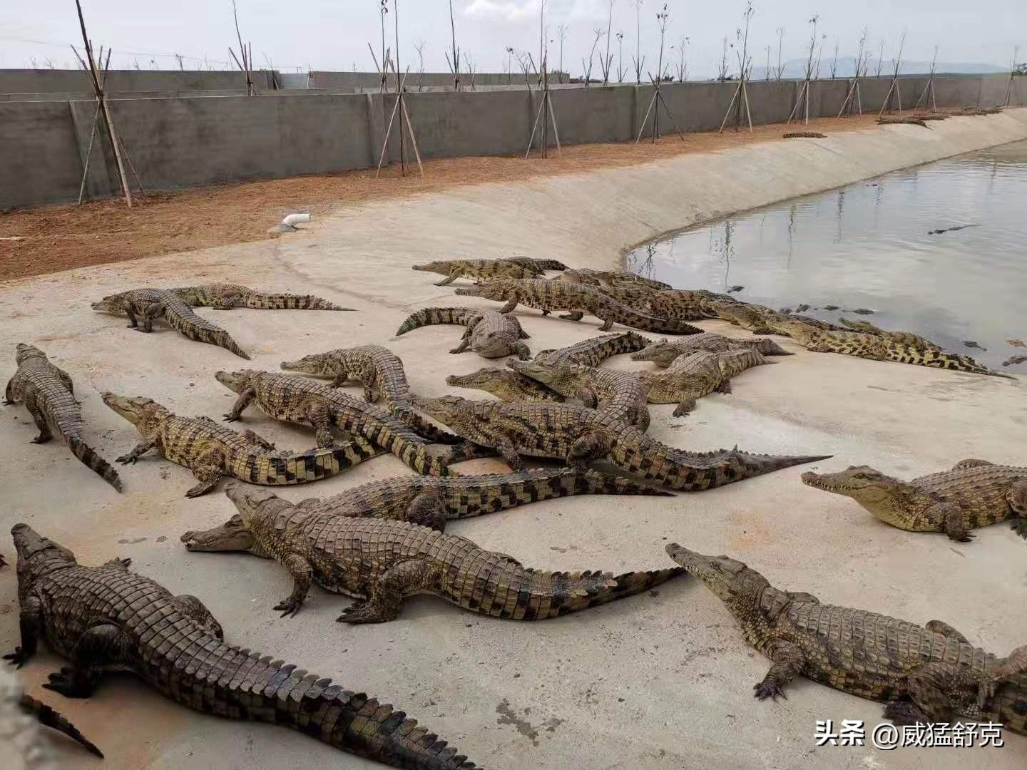 养殖鳄鱼视频播放_养殖鳄鱼致富视频_致富经鳄鱼龟养殖视频
