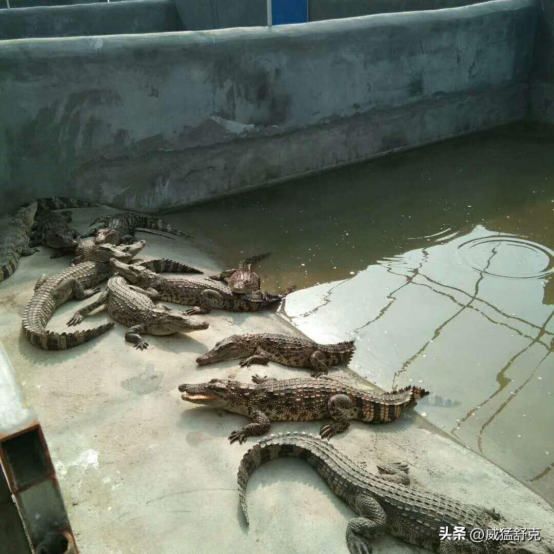养殖鳄鱼致富视频_致富经鳄鱼龟养殖视频_养殖鳄鱼视频播放