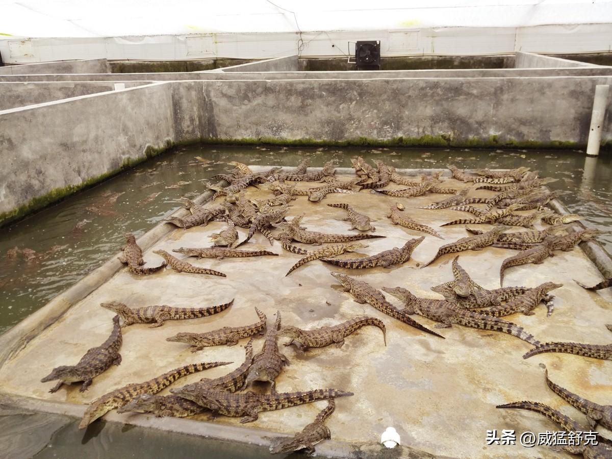养殖鳄鱼视频播放_致富经鳄鱼龟养殖视频_养殖鳄鱼致富视频