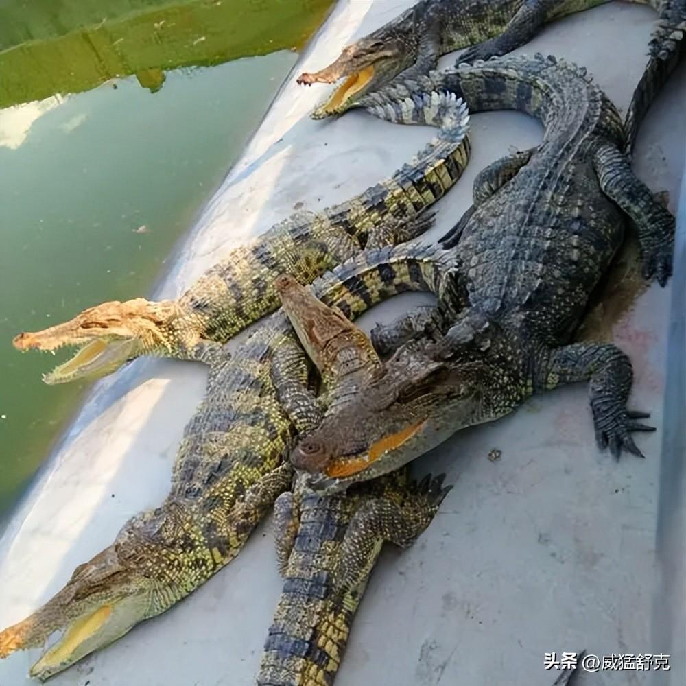 致富经鳄鱼龟养殖视频_养殖鳄鱼致富视频_养殖鳄鱼视频播放