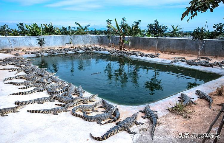 致富经鳄鱼龟养殖视频_养殖鳄鱼致富视频_养殖鳄鱼视频播放