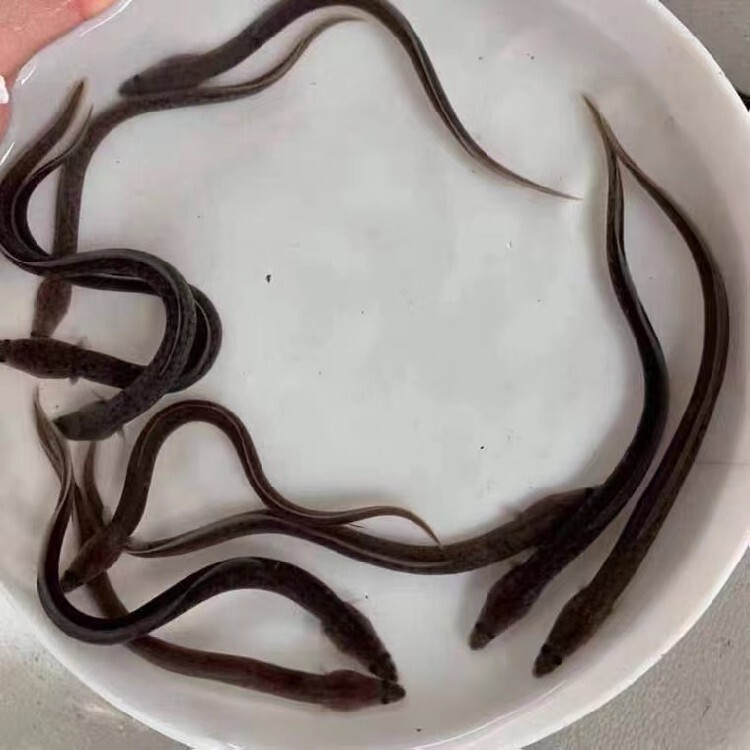 苗养殖鳗鱼技术视频教程_鳗鱼苗养殖技术_鳗鱼养殖户