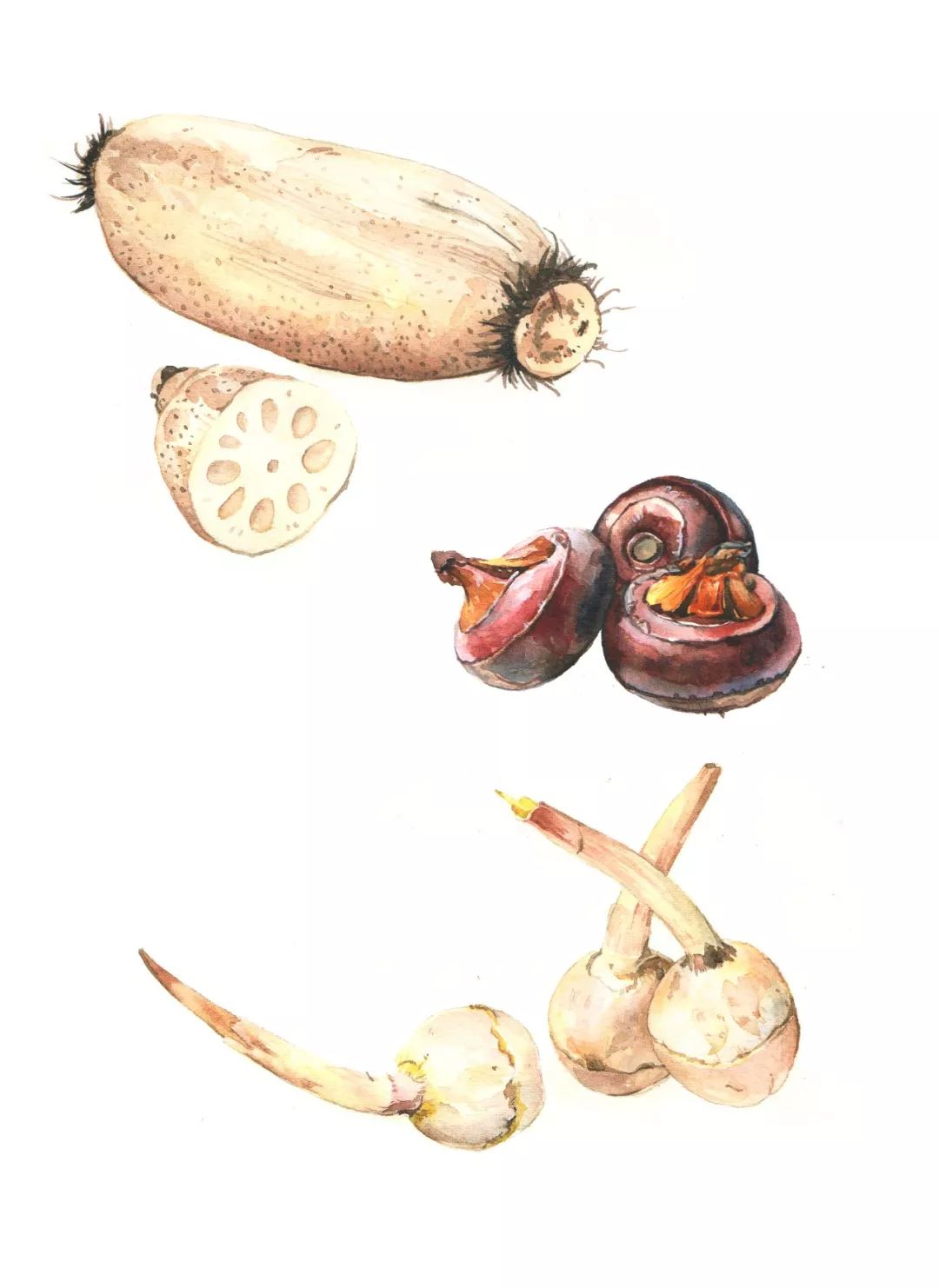 莲子藕的种植技术_藕莲子怎么种植_莲藕子种植方法