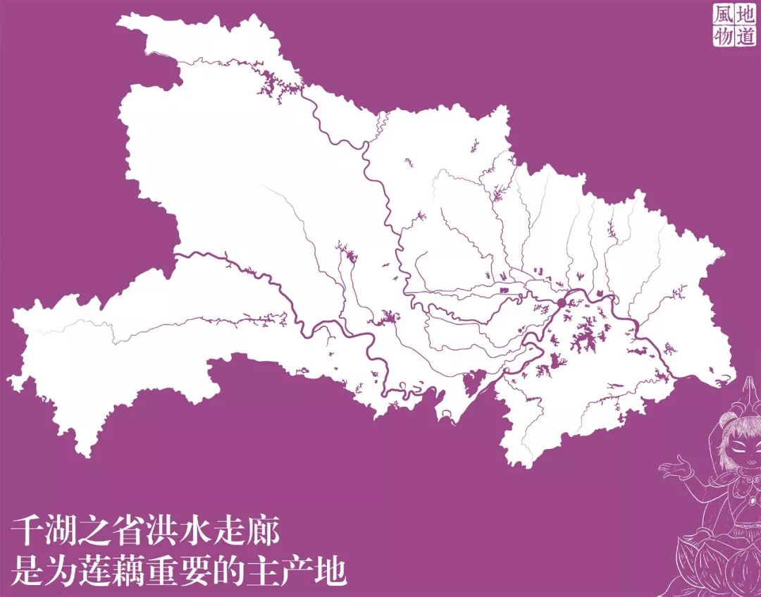 莲子藕的种植技术_藕莲子怎么种植_莲藕子种植方法