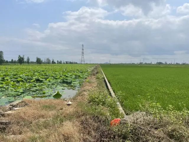 水田种植什么好利润高_水田种植什么赚钱_致富经水田旱种植高产视频