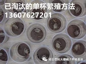 致富蝎子养殖方法_致富蝎子养殖视频_致富经蝎子养殖