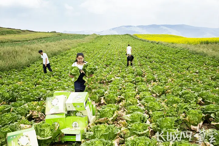 海上种植蔬菜_海上致富菜种植_海上能种菜吗