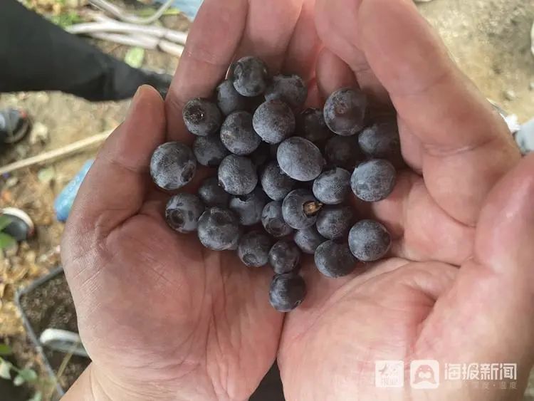 养蘑菇效益怎么样_养蘑菇致富经_蘑菇养殖前景如何