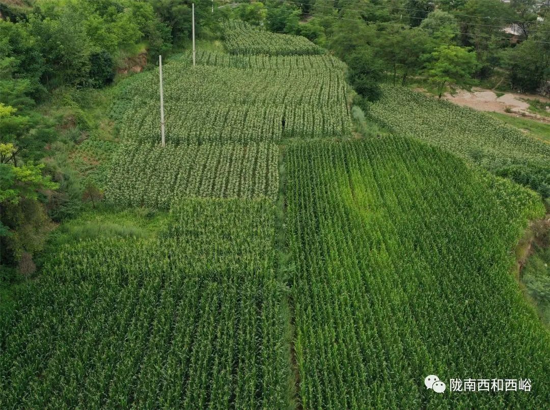 养蘑菇致富经_养蘑菇效益怎么样_蘑菇致富有新招