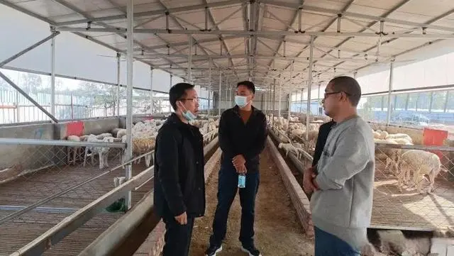 肉羊养殖技术教材_肉羊养殖技术指导方案_肉羊高效养殖管理技术