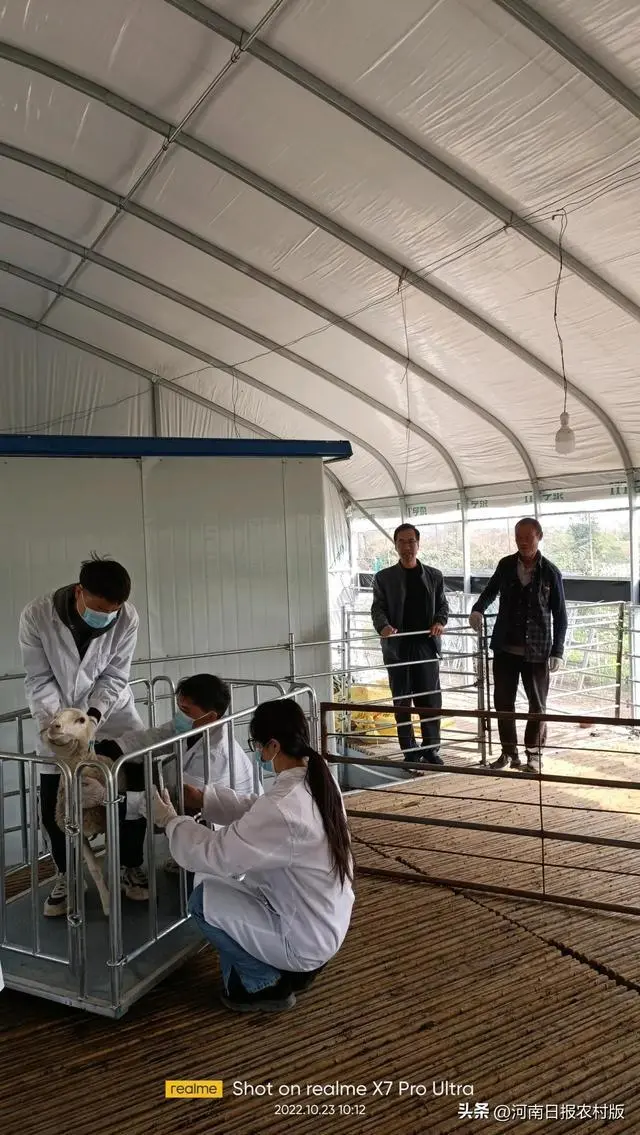 肉羊养殖技术教材_肉羊高效养殖管理技术_肉羊养殖技术指导方案