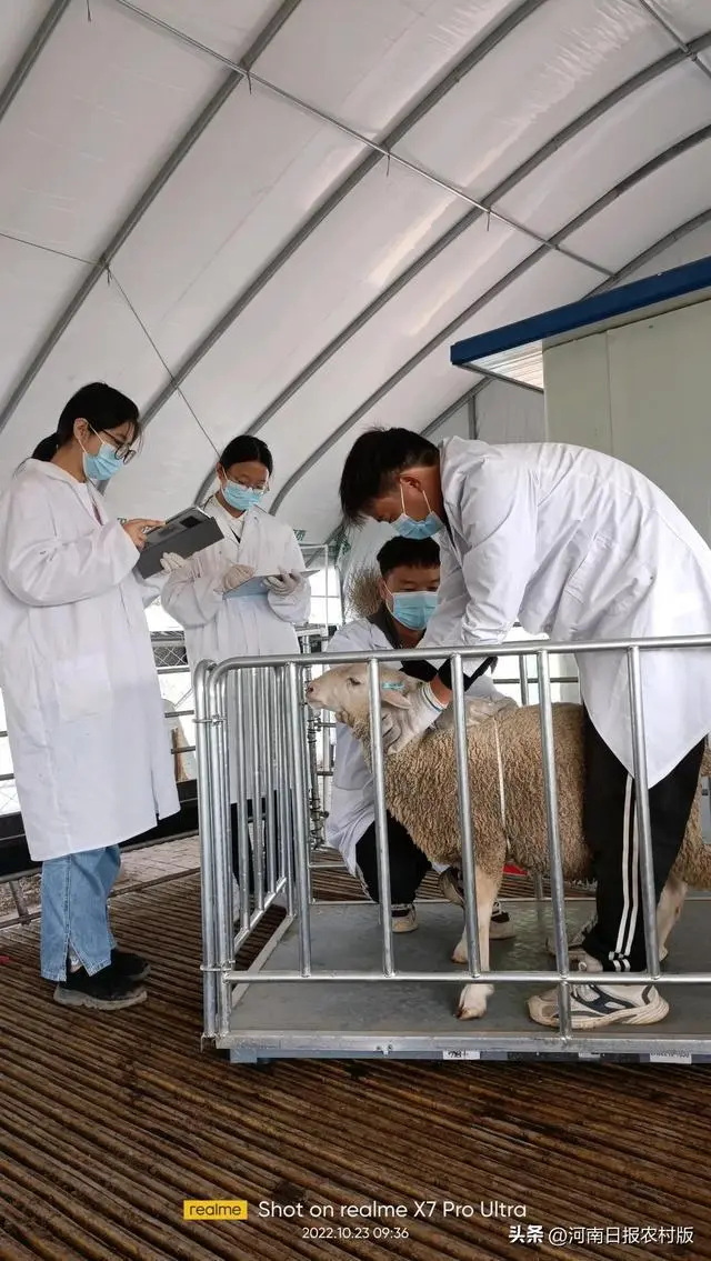肉羊养殖技术指导方案_肉羊高效养殖管理技术_肉羊养殖技术教材