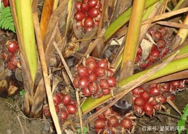 种植草果技术要点_草果如何种植技术_种植草果技术有哪些