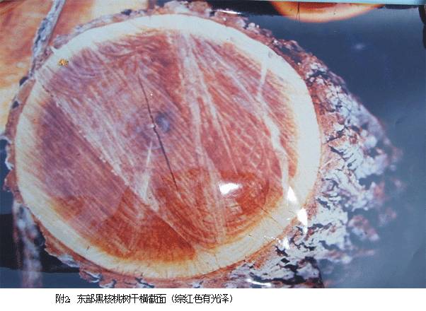 种植泡桐树的前景怎么样_泡桐种植效益_种植泡桐致富
