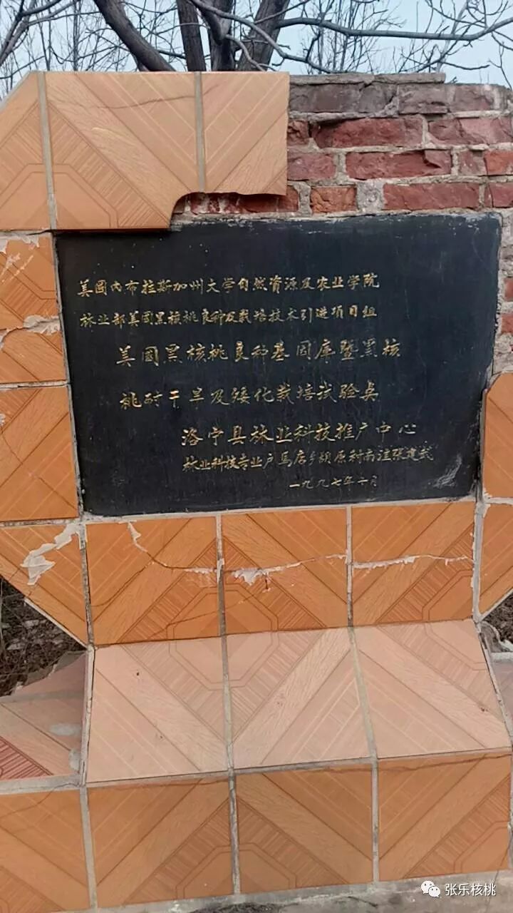 种植泡桐树的前景怎么样_种植泡桐致富_泡桐种植效益