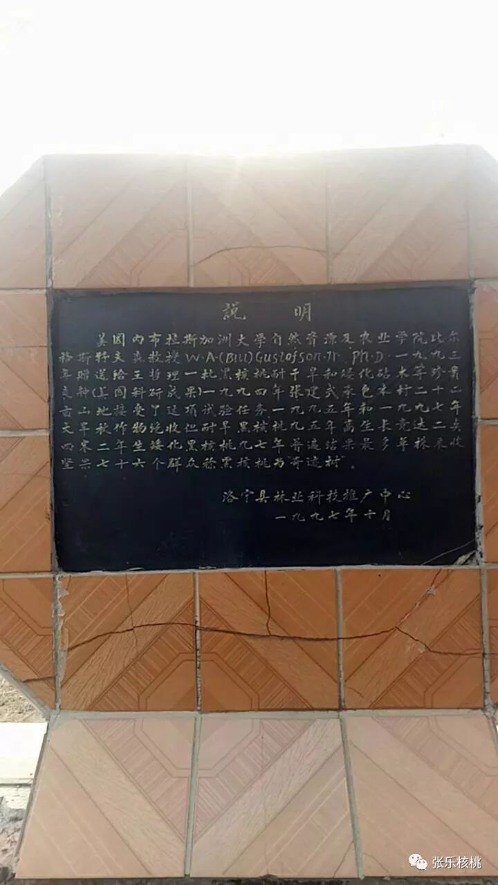 泡桐种植效益_种植泡桐树的前景怎么样_种植泡桐致富