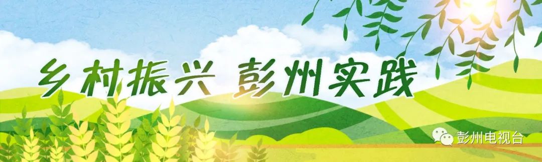 致富种植泡桐图片_种泡桐赚钱吗_种植泡桐致富