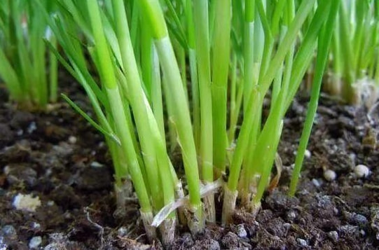 家中种植小韭菜，只需要注意这几点，一茬接一茬的“吃不完”！