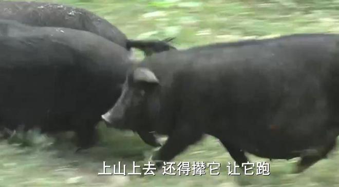 致富经藏香猪致富_养藏香猪骗局_致富经养藏香猪视频全集