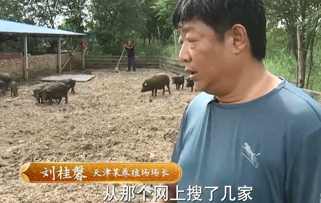 养藏香猪骗局_致富经藏香猪致富_致富经养藏香猪视频全集