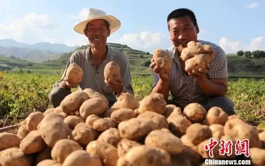 致富经土豆种植大户_农业种植土豆致富人简介_土豆种植案例