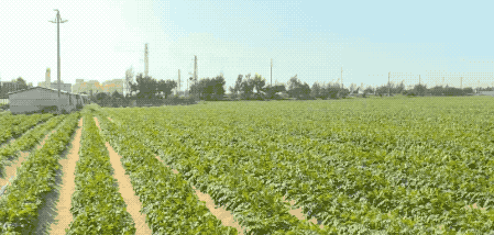鱼塘养殖石斑鱼技术_视频致富经赌徒养石斑鱼_养殖石斑鱼视频
