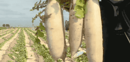 视频致富经赌徒养石斑鱼_鱼塘养殖石斑鱼技术_养殖石斑鱼视频