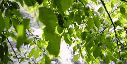视频致富经赌徒养石斑鱼_养殖石斑鱼视频_鱼塘养殖石斑鱼技术