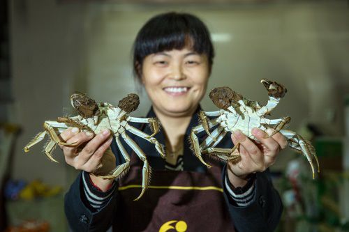 螃蟹养殖场视频_螃蟹养殖技术视频中央七套_高淳螃蟹养殖技术视频