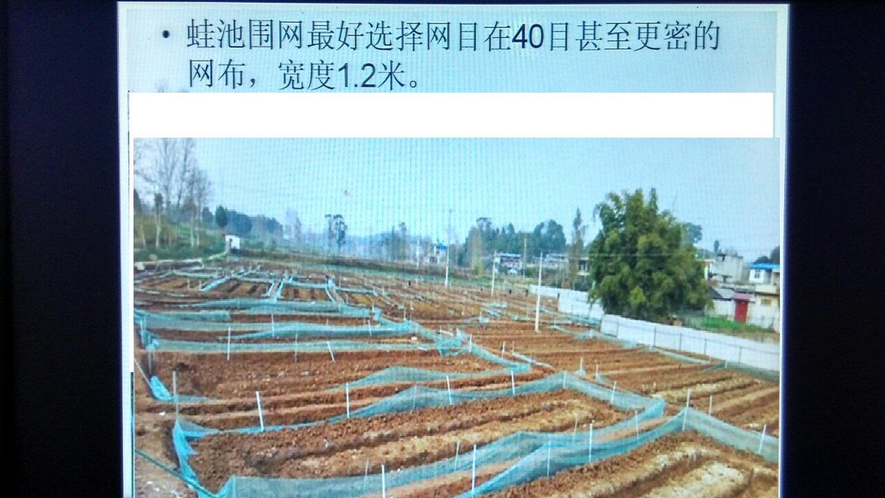 蛙泥养蛙_蛙泥有什么作用_致富经的泥蛙养殖