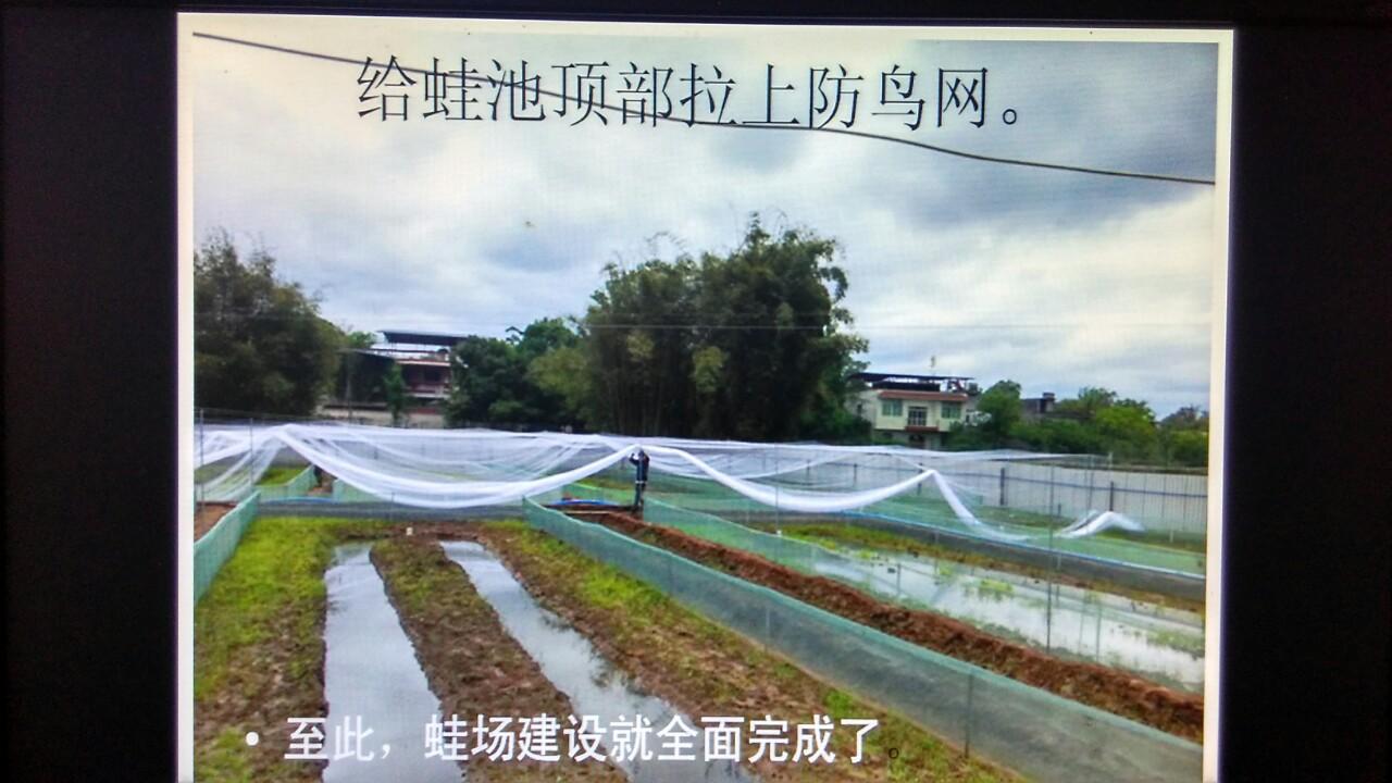 蛙泥养蛙_致富经的泥蛙养殖_蛙泥有什么作用