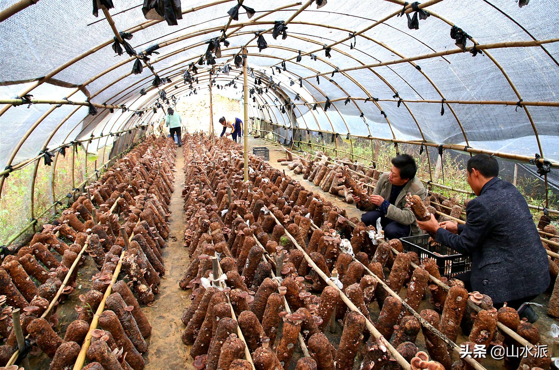 人工种植马桑菌，能赚钱吗？听听村民怎么说