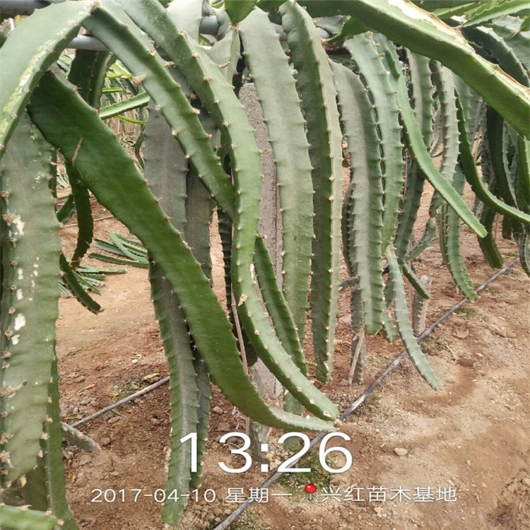 包头市火龙果苗怎么种植盆栽