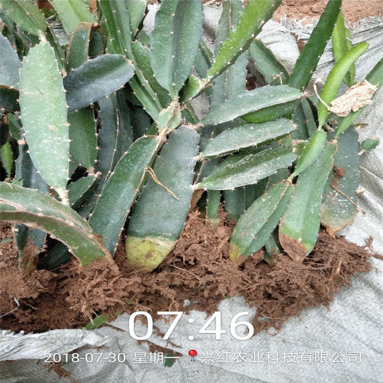 包头市火龙果苗怎么种植盆栽